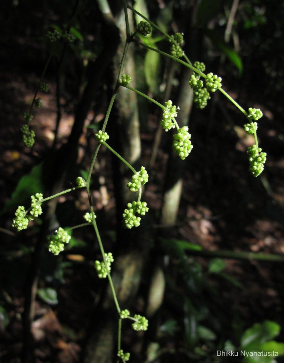 Cyclea peltata (Lam.) Hook.f. & Thomson